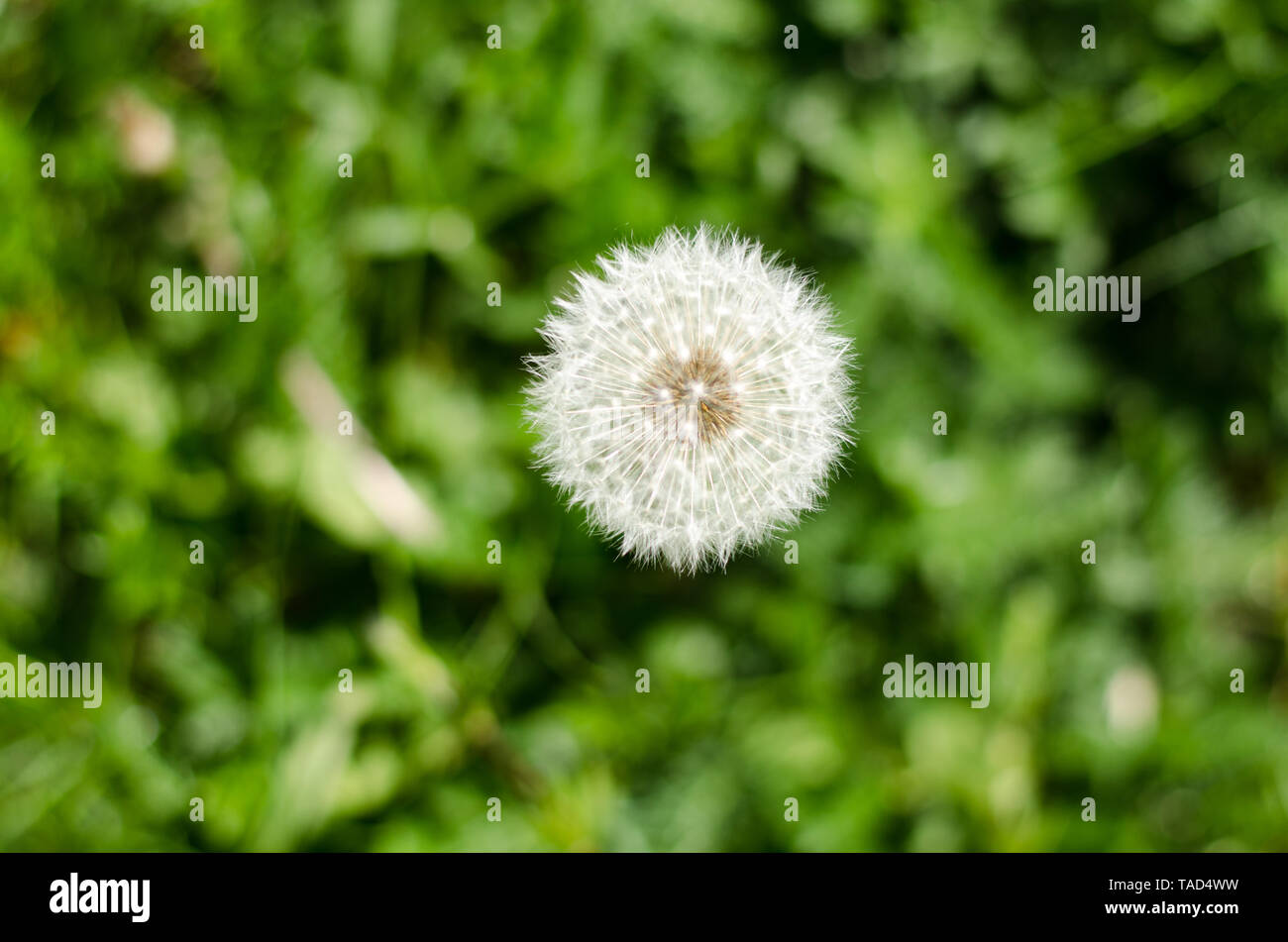 Dandelion seeds top view hi-res stock photography and images - Alamy