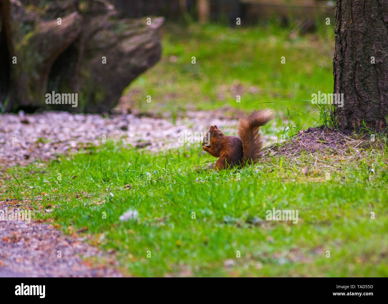 Populations are currently estimated at approximately 140,000 red