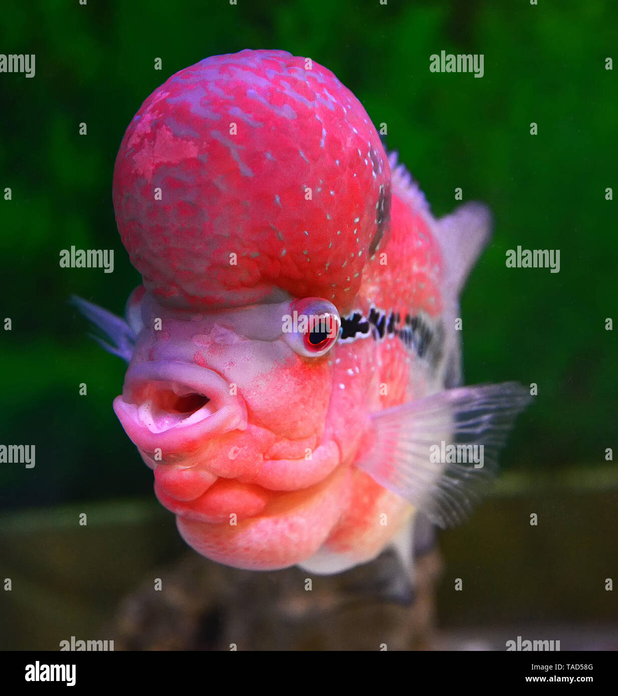 colorful red crossbreed cichlid fish pet male beautiful fish louhan Cichlidae -flowerhorn swimming fish tank underwater aquarium Stock Photo