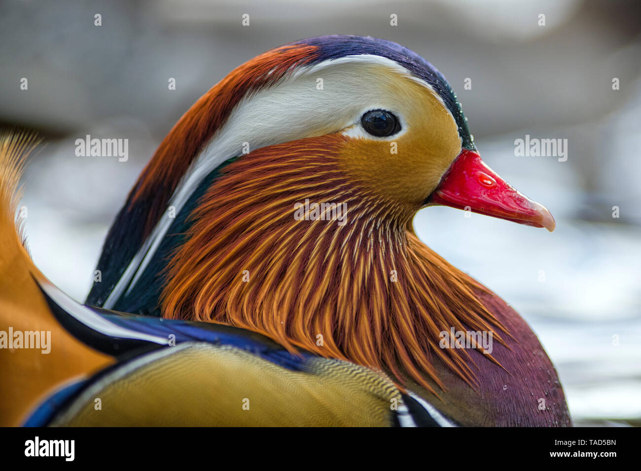 Scotland, portrait of male Mandarin duck Stock Photo