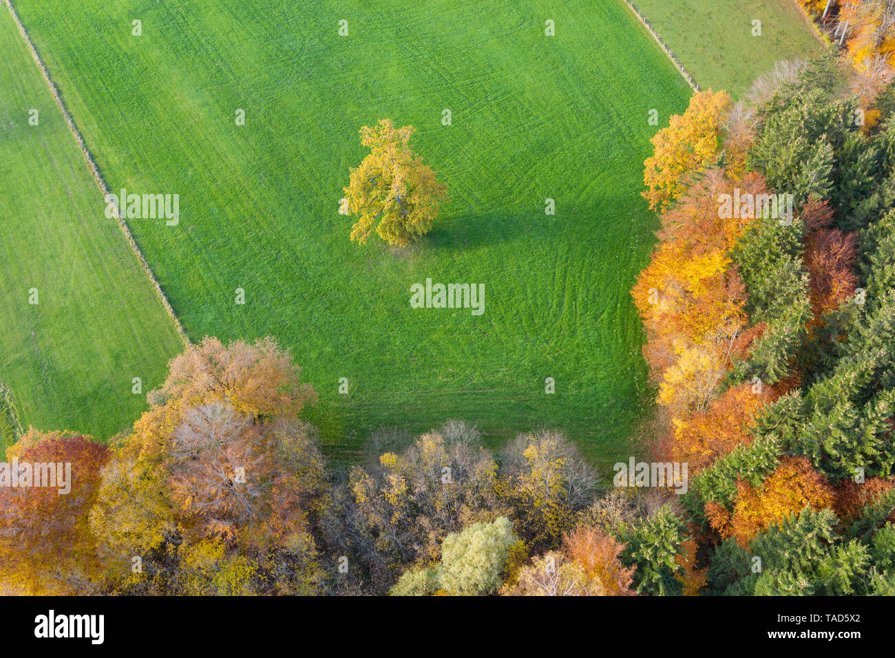 Germany, Bavaria, autumnal forest edge and meadow near Icking, aerial view Stock Photo
