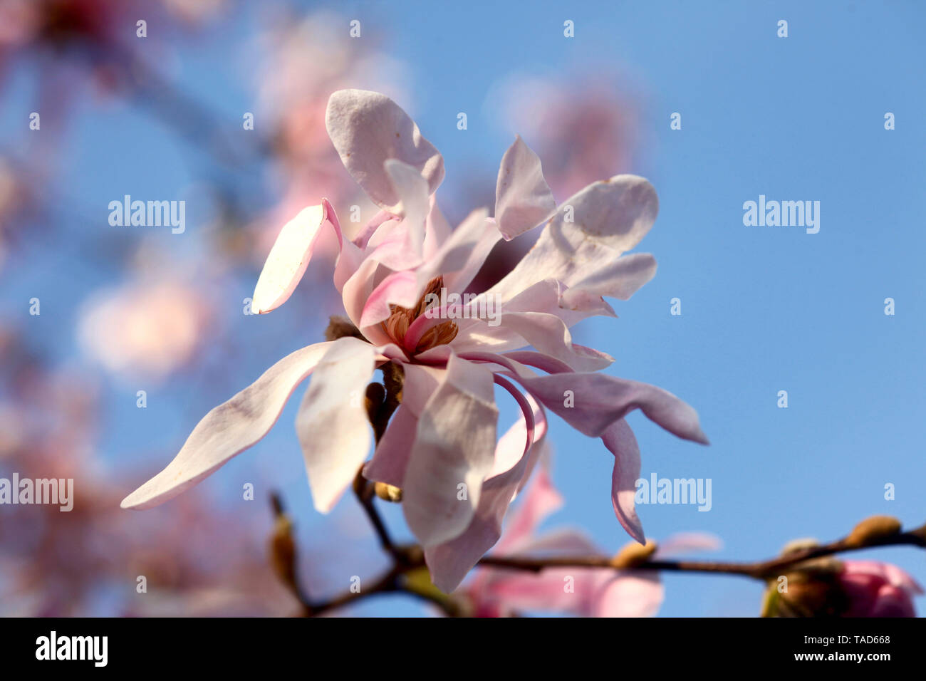 Magnolia blossoms on the tree hi-res stock photography and images - Alamy