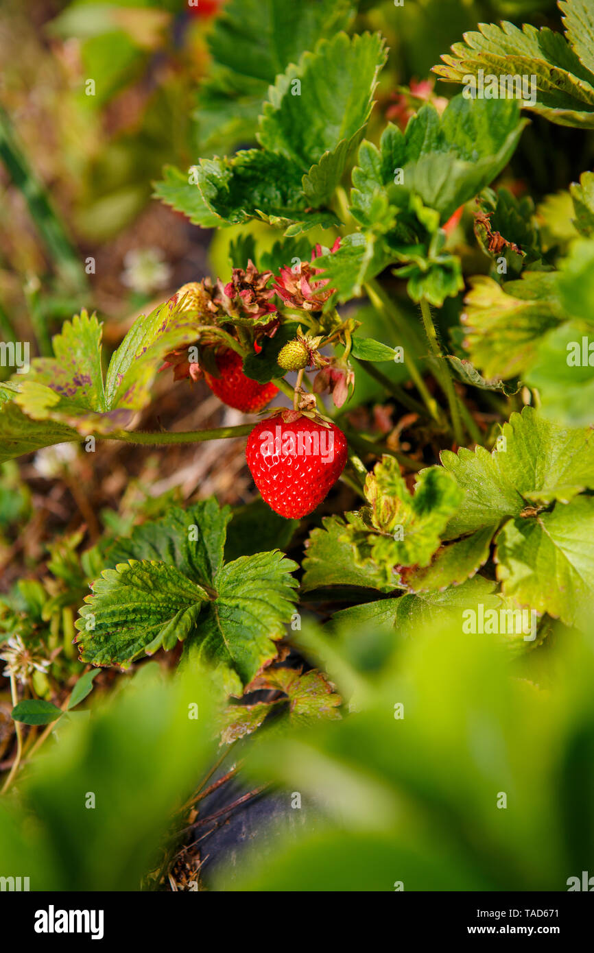 Red berry, a strawberry ripened on a bush in the field. Agriculture to ...