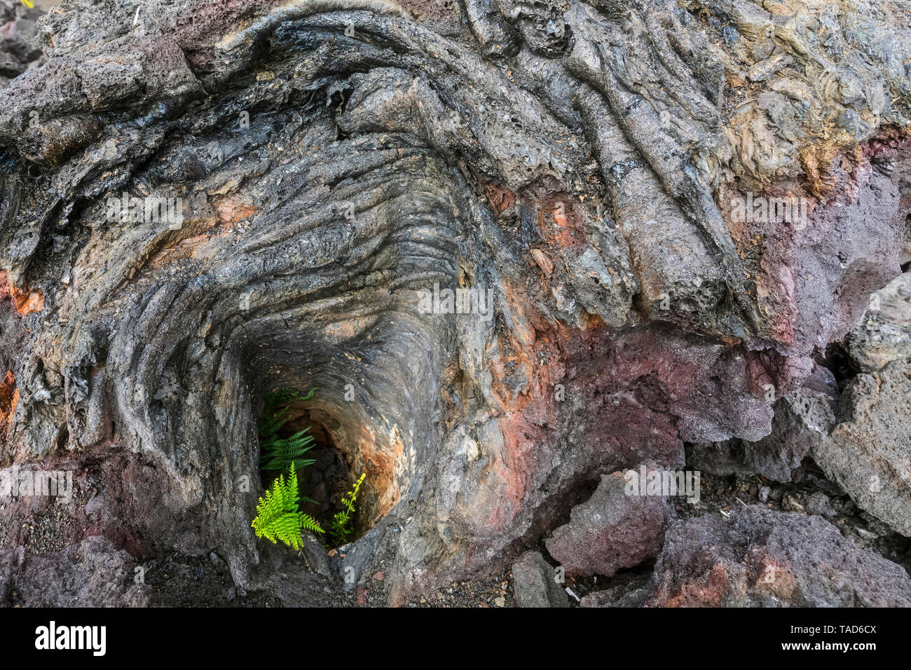 USA, Hawaii, Volcanoes National Park, fern growing on igneous rocks Stock Photo
