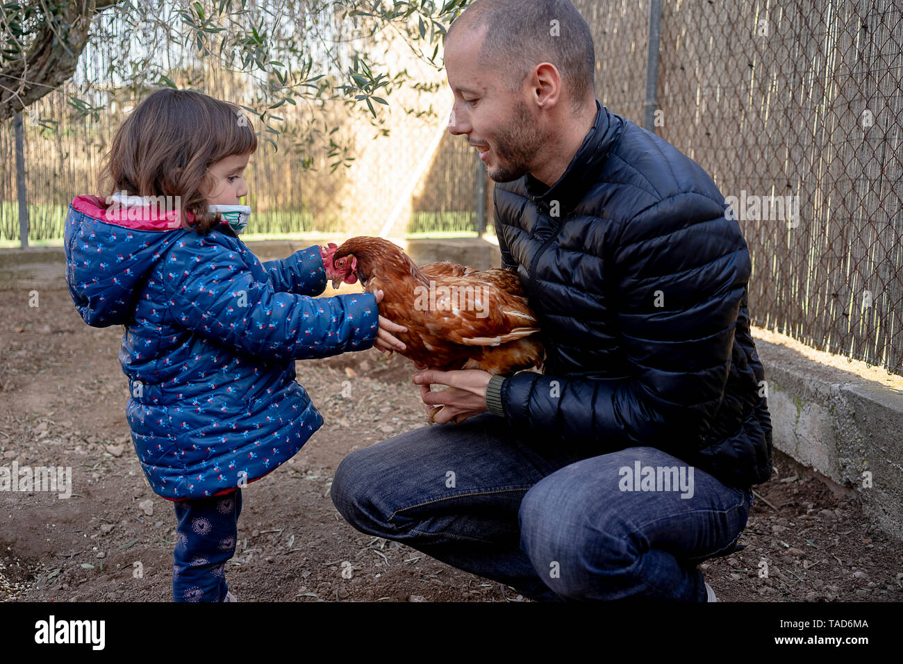 Father and little daughter with chicken at hen farm Stock Photo