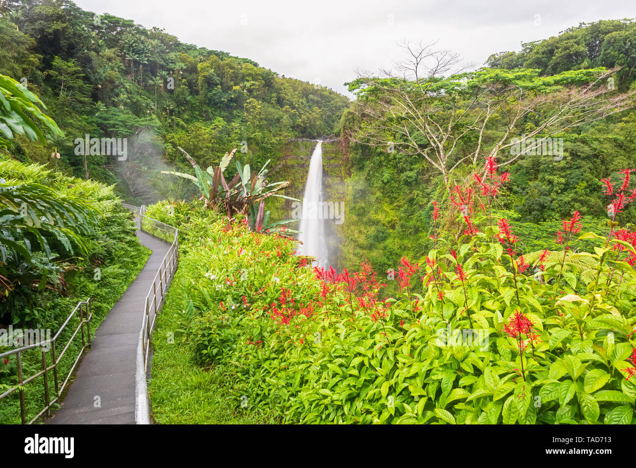 USA, Hawaii, Big Island, Akaka Falls State Park, Akaka Falls and Kolekole Stream Stock Photo
