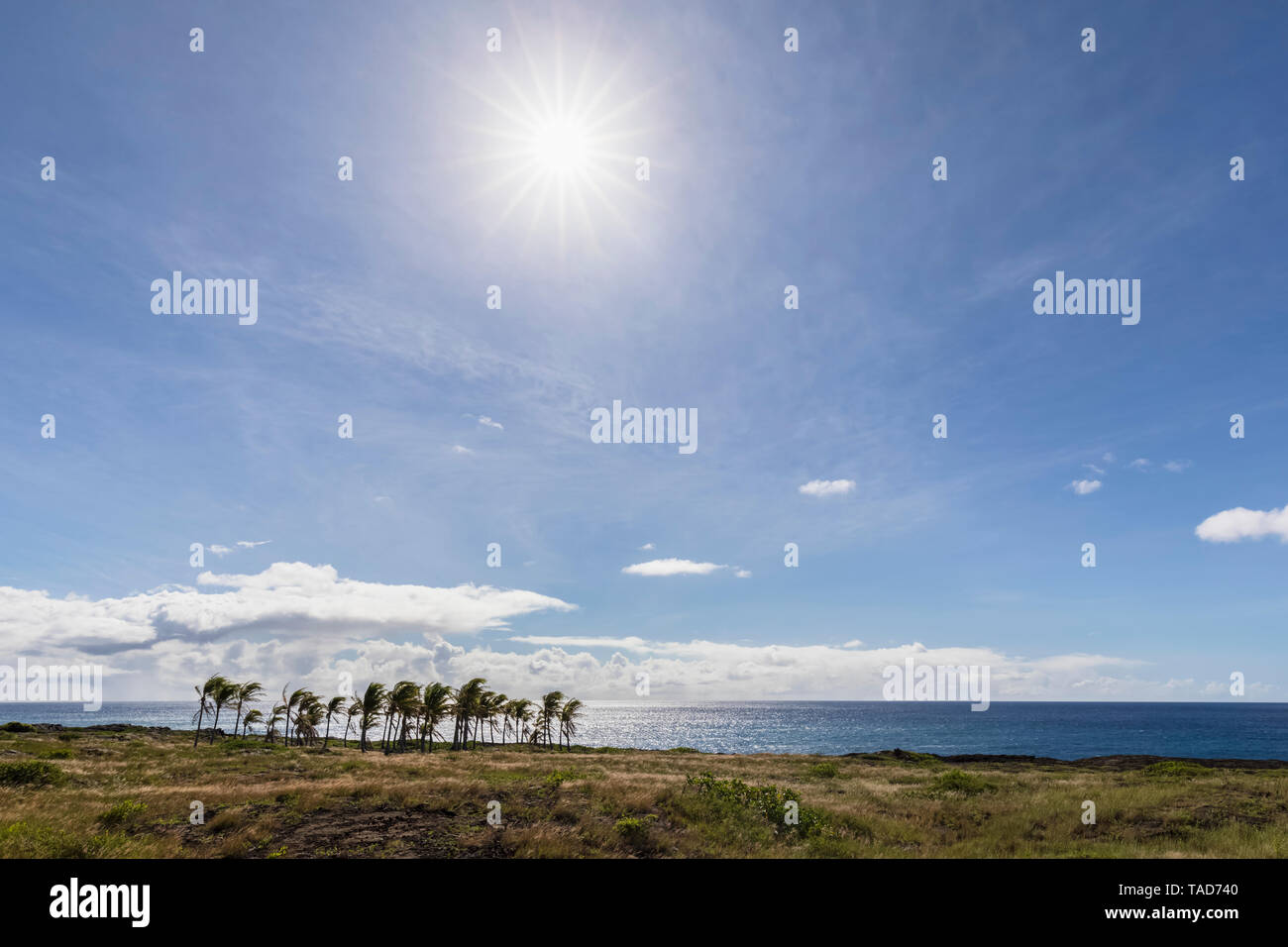 USA, Hawaii, Big Island, Volcanoes National Park, palm grove at the coast Stock Photo
