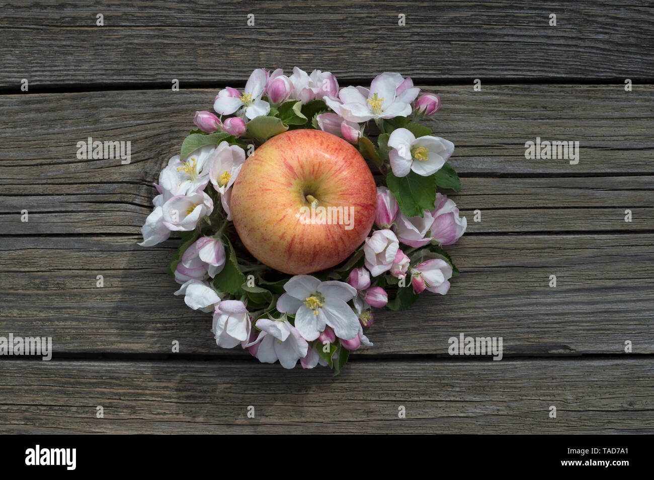 Royal gala apple flower hires stock photography and images Alamy