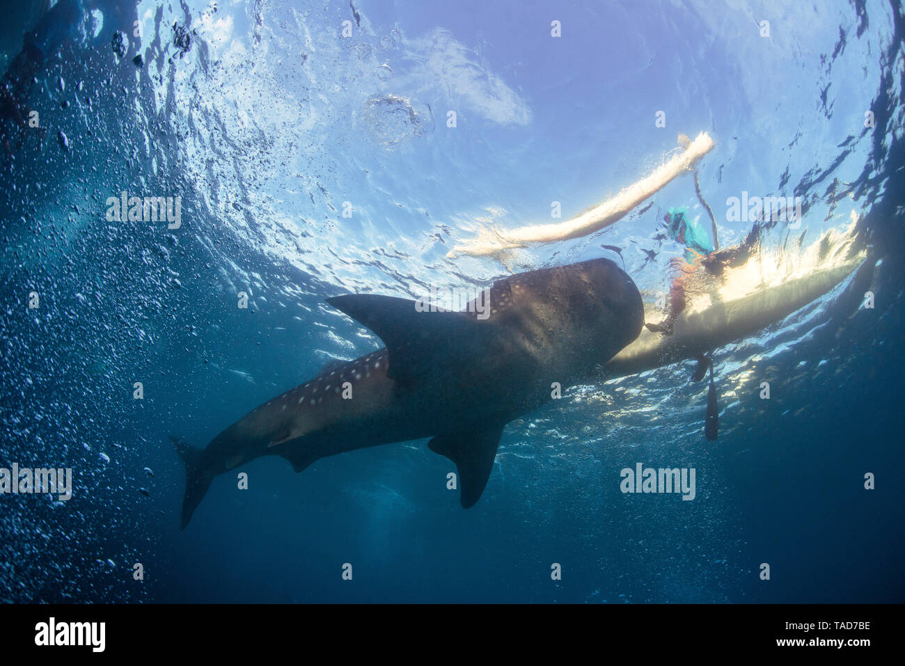 Whae shark, view from bleow Stock Photo