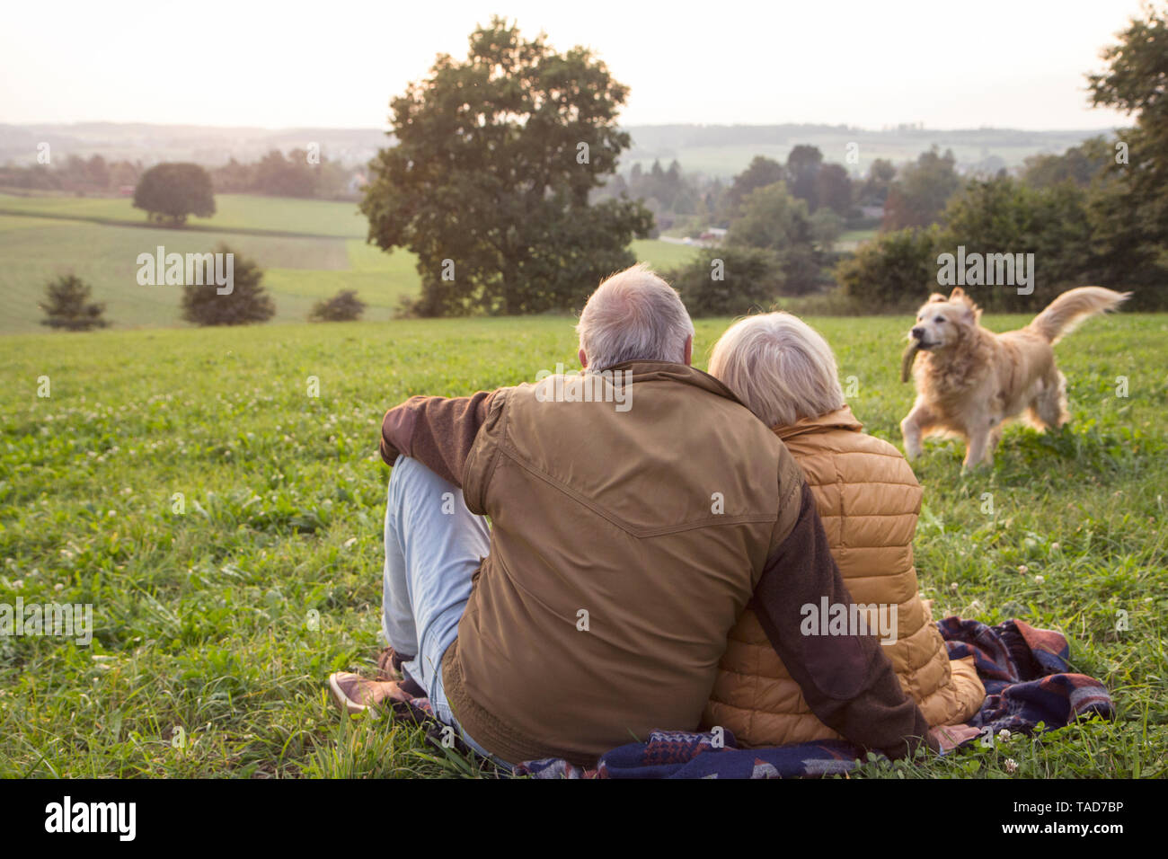 Back view of senior couple sitting on a meadow at sunset watching their dog playing Stock Photo