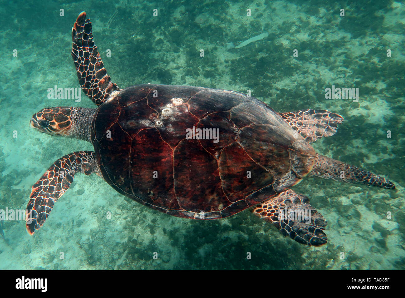 Extremely large (5 foot shell length) hawksbill sea turtle (imbricata