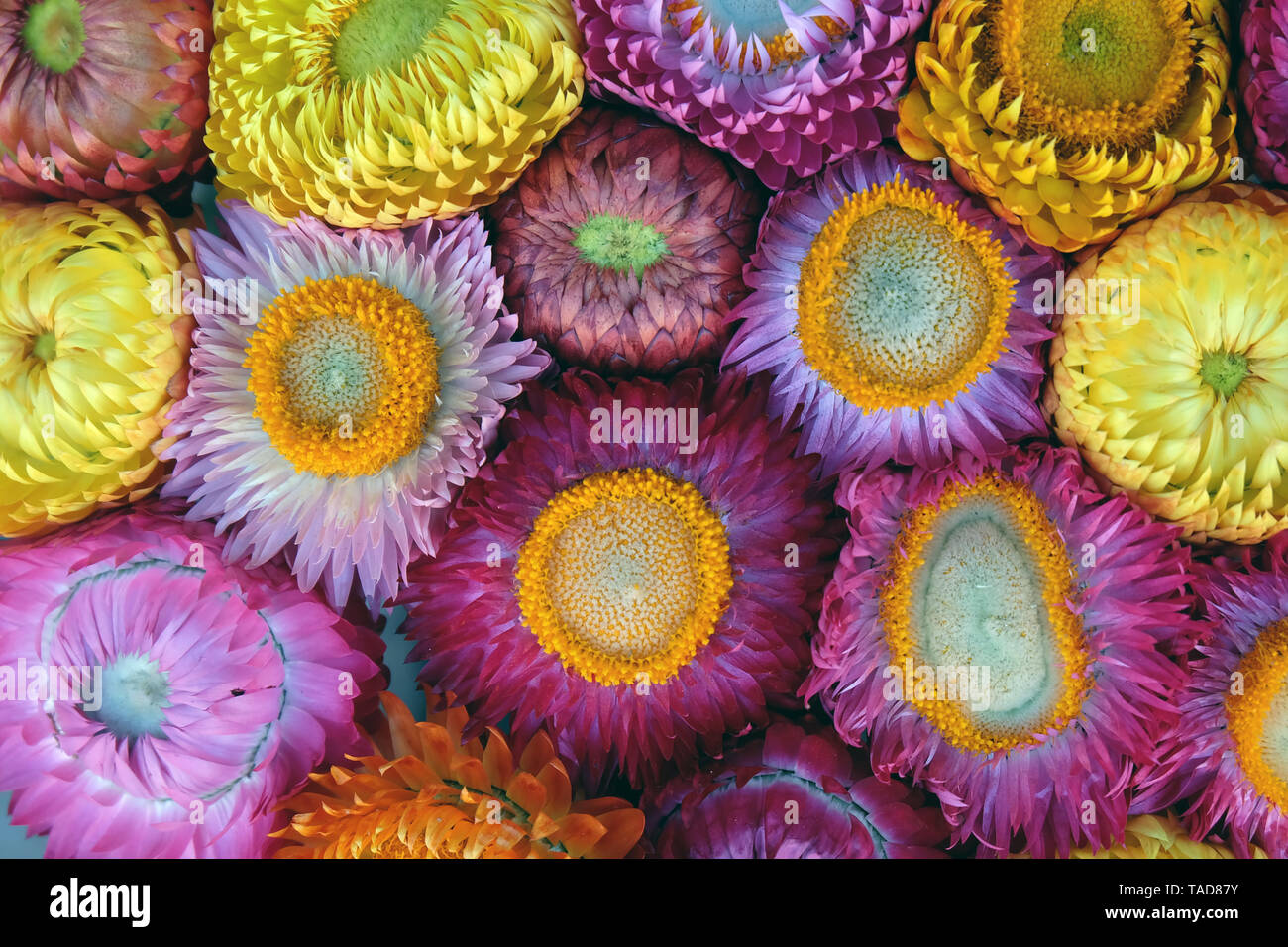 Everlasting flower decoration hi-res stock photography and images - Alamy