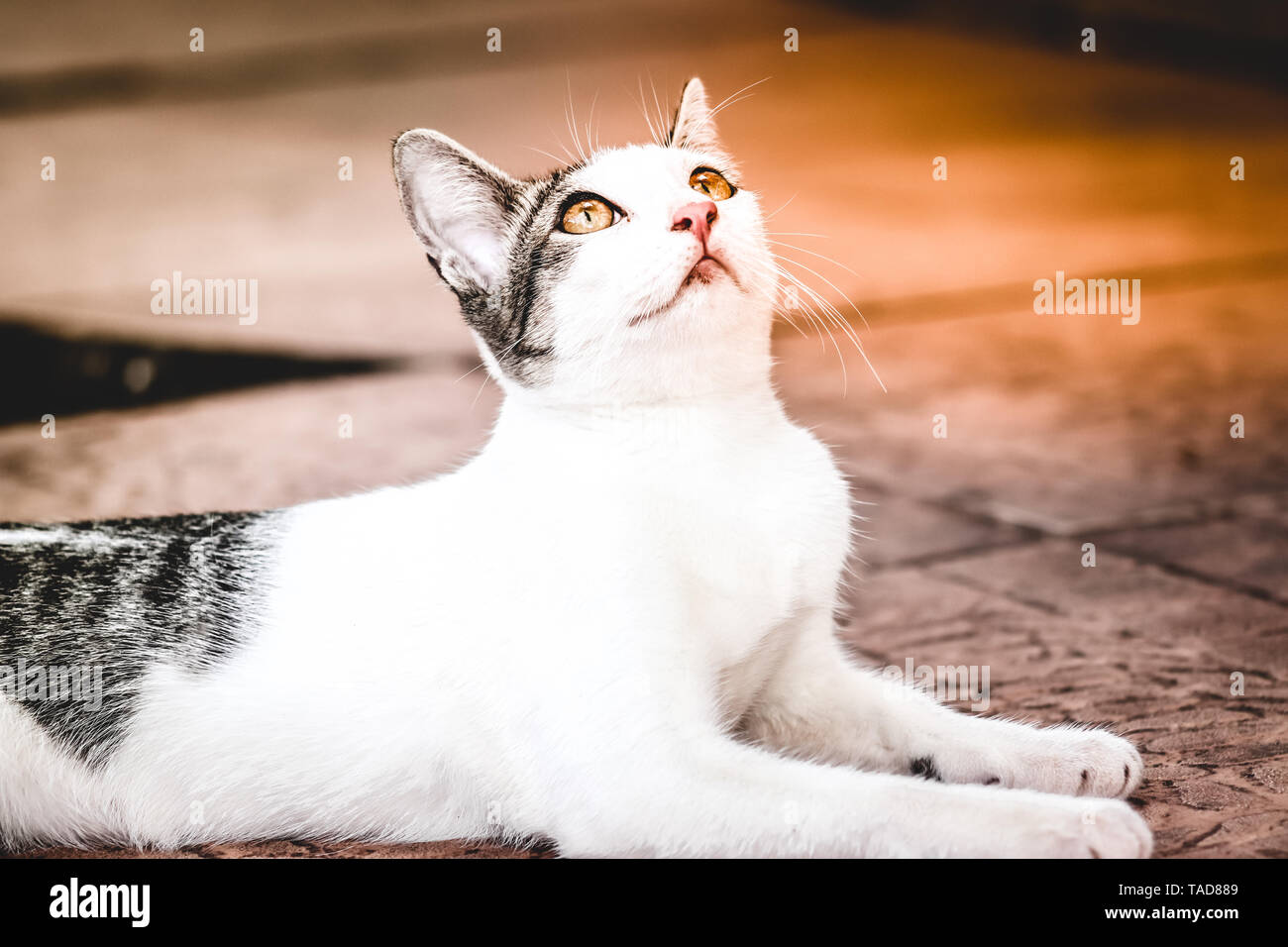 Amazing, fantastic and beautiful cat on the house sidewalk looking up Stock Photo