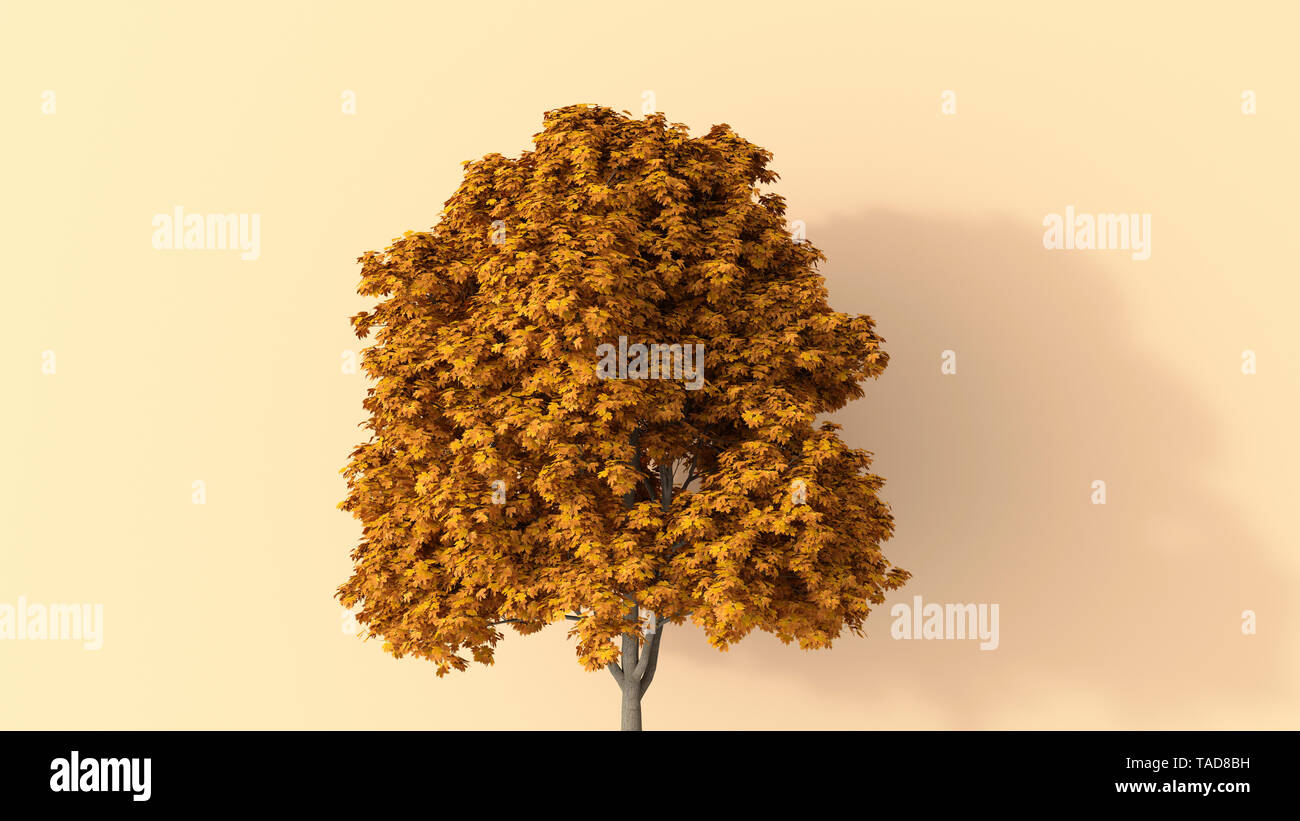 3D rendering, Autumnal tree Stock Photo