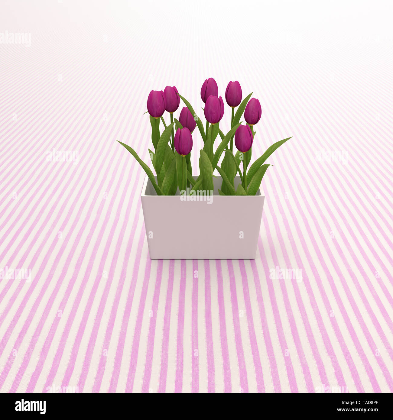 3D rendering, Pink tulips on striped background Stock Photo