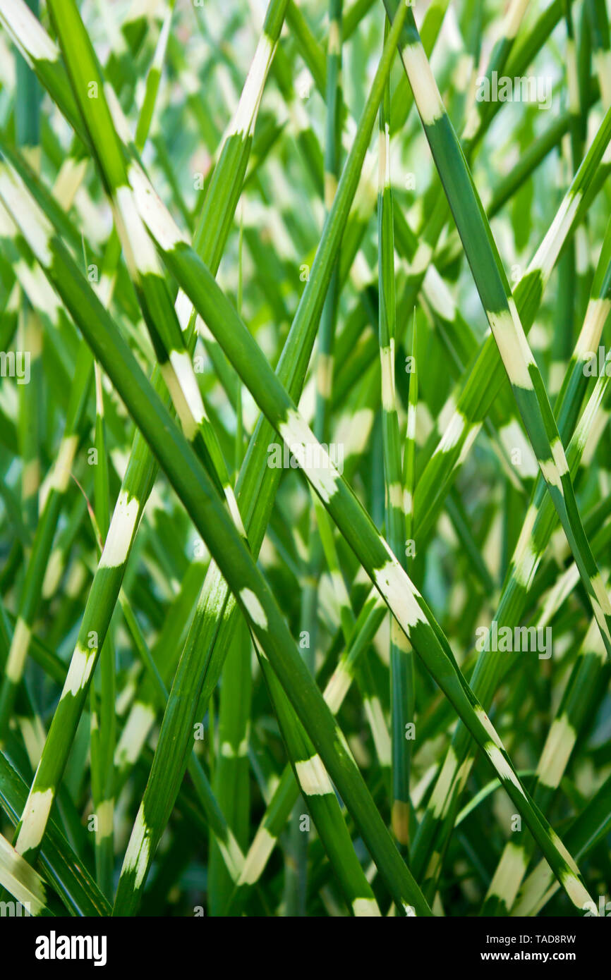 Zebra grass, close up, full frame Stock Photo