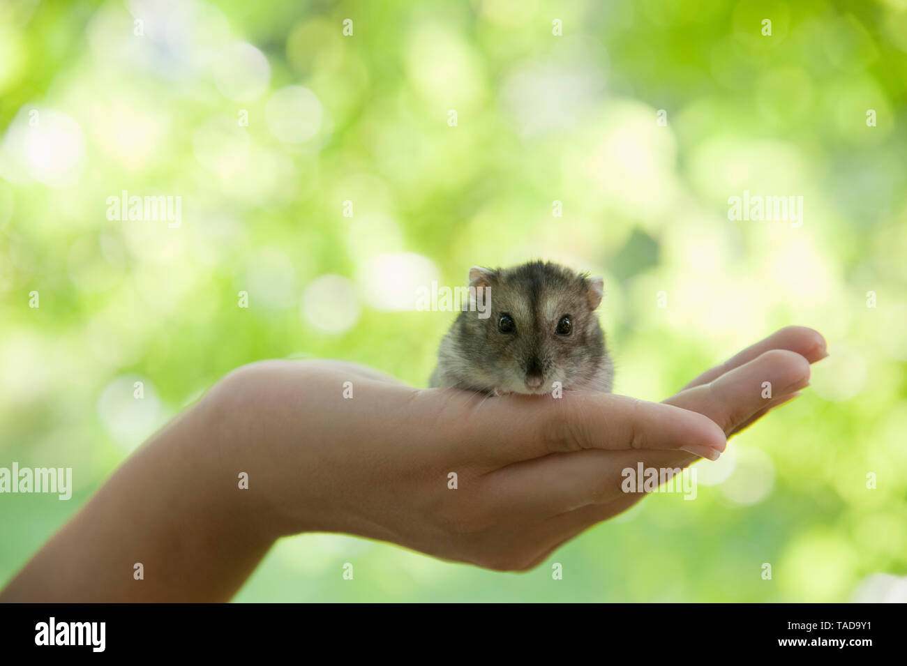 Portrait of hamster crouching in woman's cupped hand Stock Photo