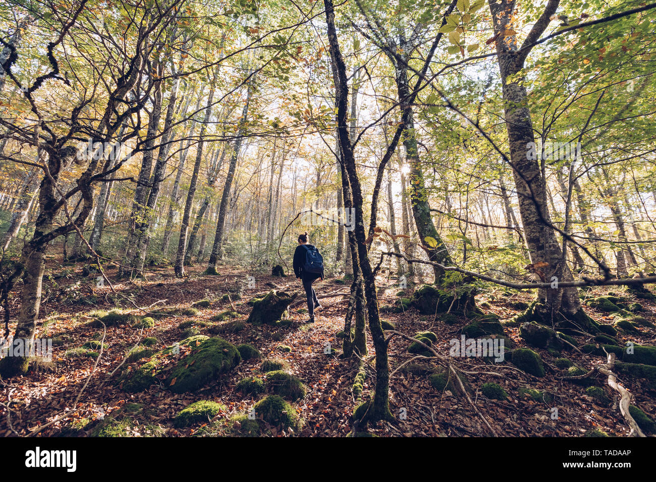 Woman walking in the forest hi-res stock photography and images - Alamy