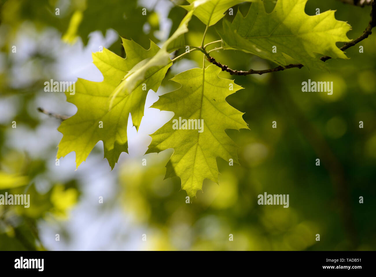 Oak leaves lit by the sun on a bright day close up Stock Photo - Alamy