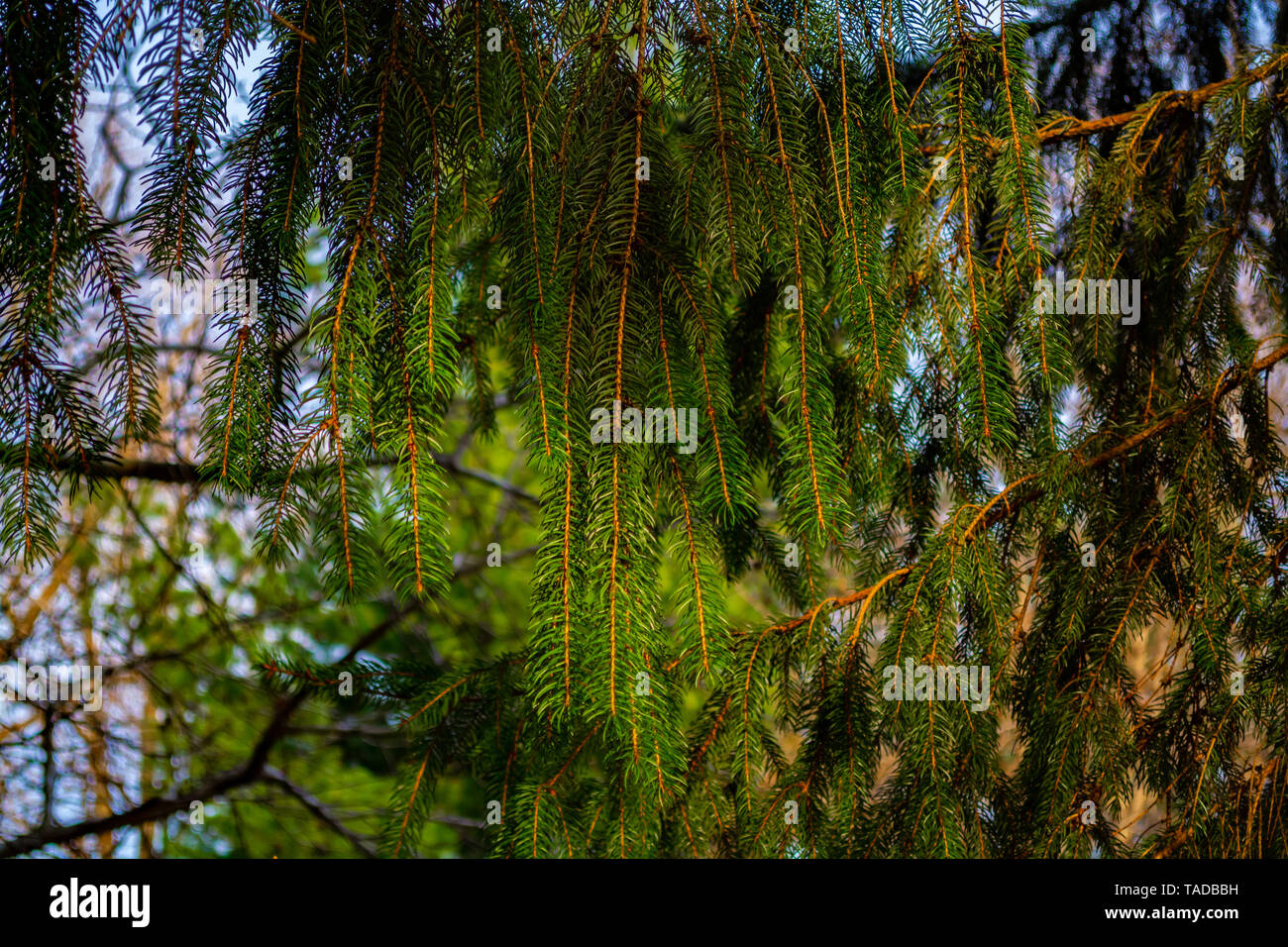 Pine tree branches in a sunlight Stock Photo