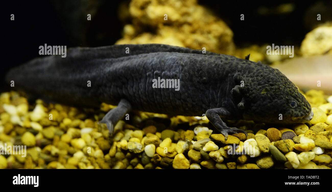 Axolotl swimming underwater photography of black Salamande marine life fish tank aquarium - Axolotl Mexican Stock Photo