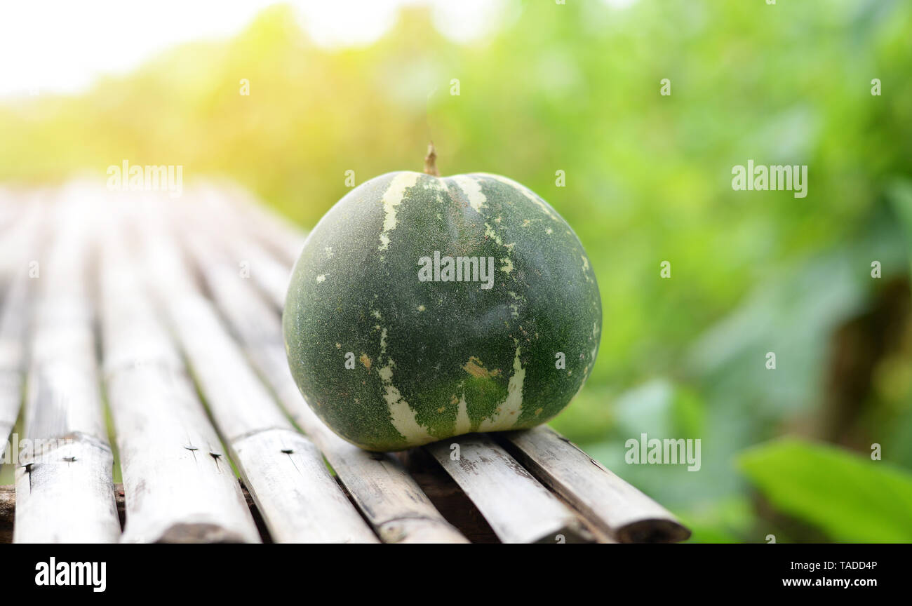 Muskmelon Green Cantaloupe thai melon harvest from garden agriculture