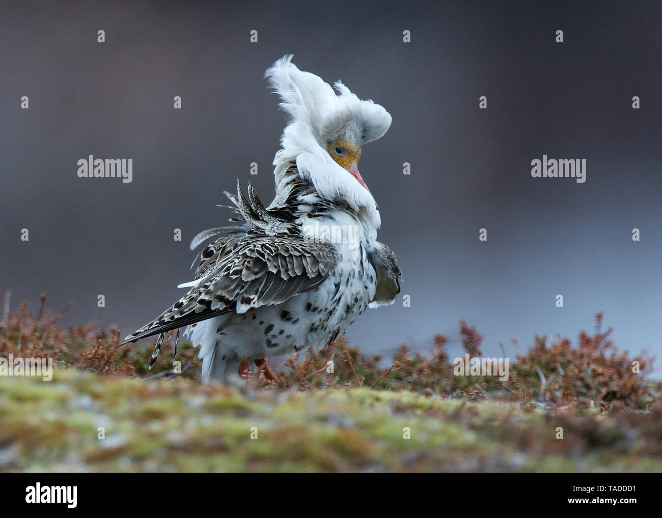 Ruffs in summer plumage, Varanger, Norway Stock Photo