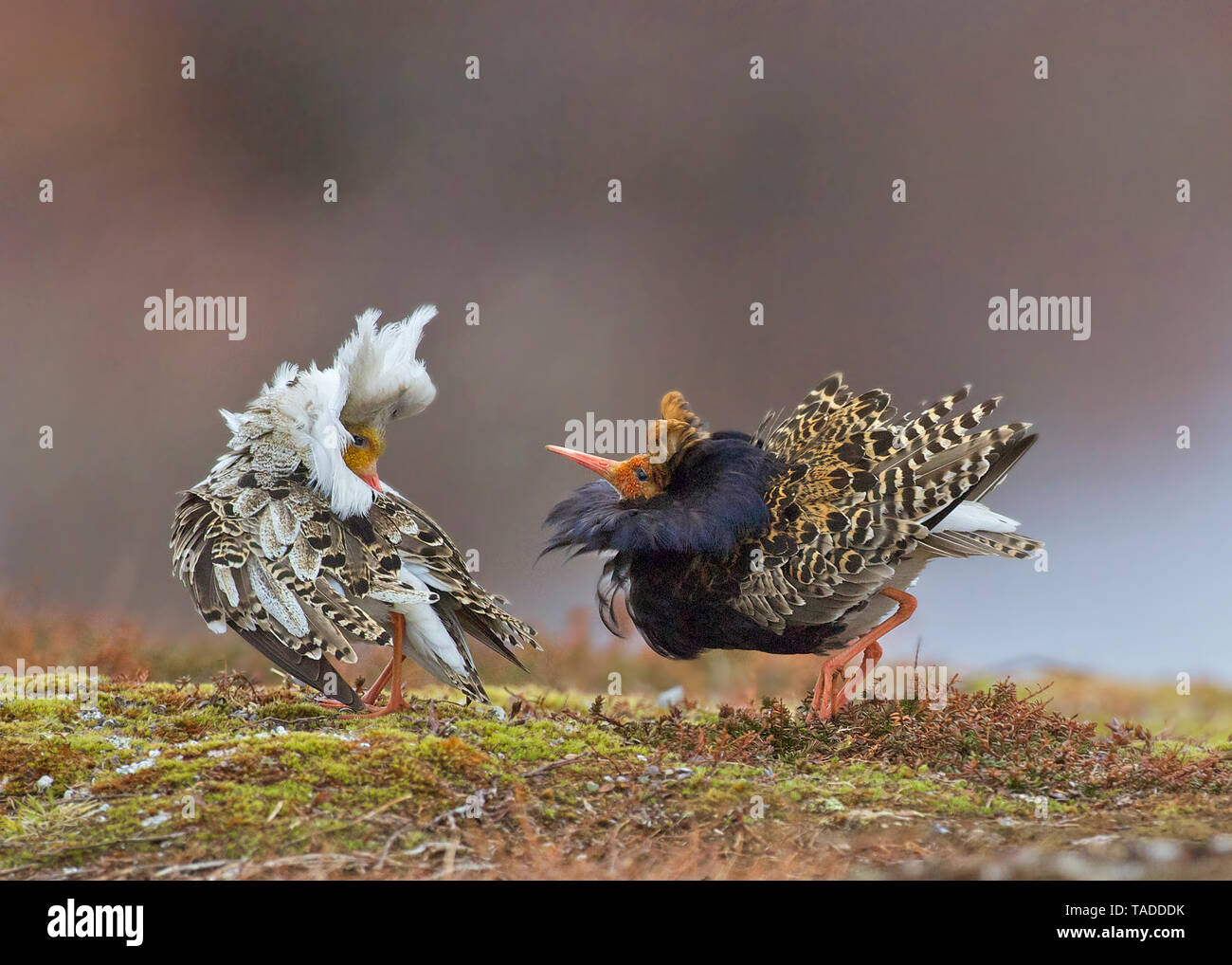 Ruffs in summer plumage, Varanger, Norway Stock Photo