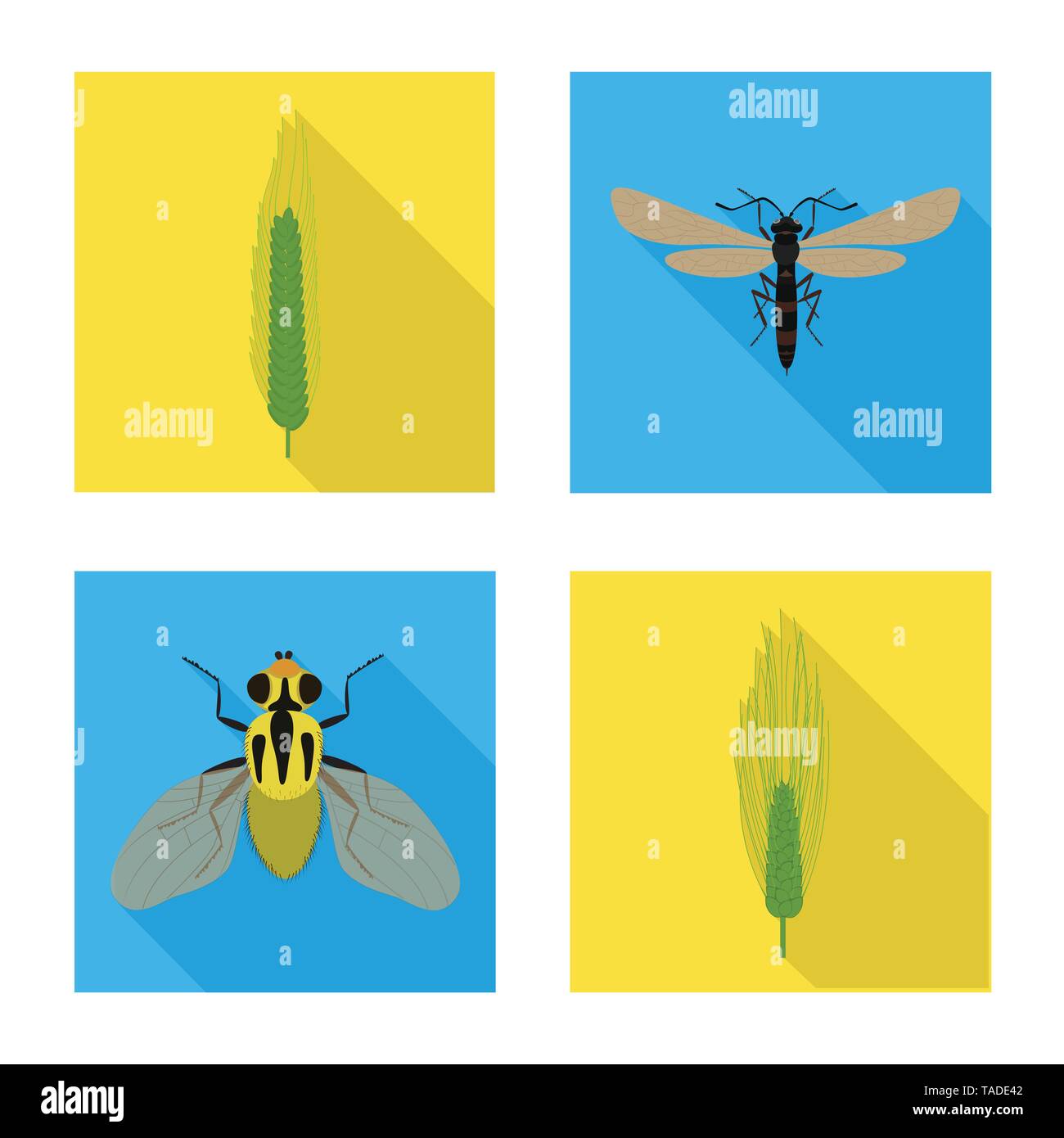 fly,barley,winter,insect,meadow,wildlife,rural,summer,gold,spring,pest ...