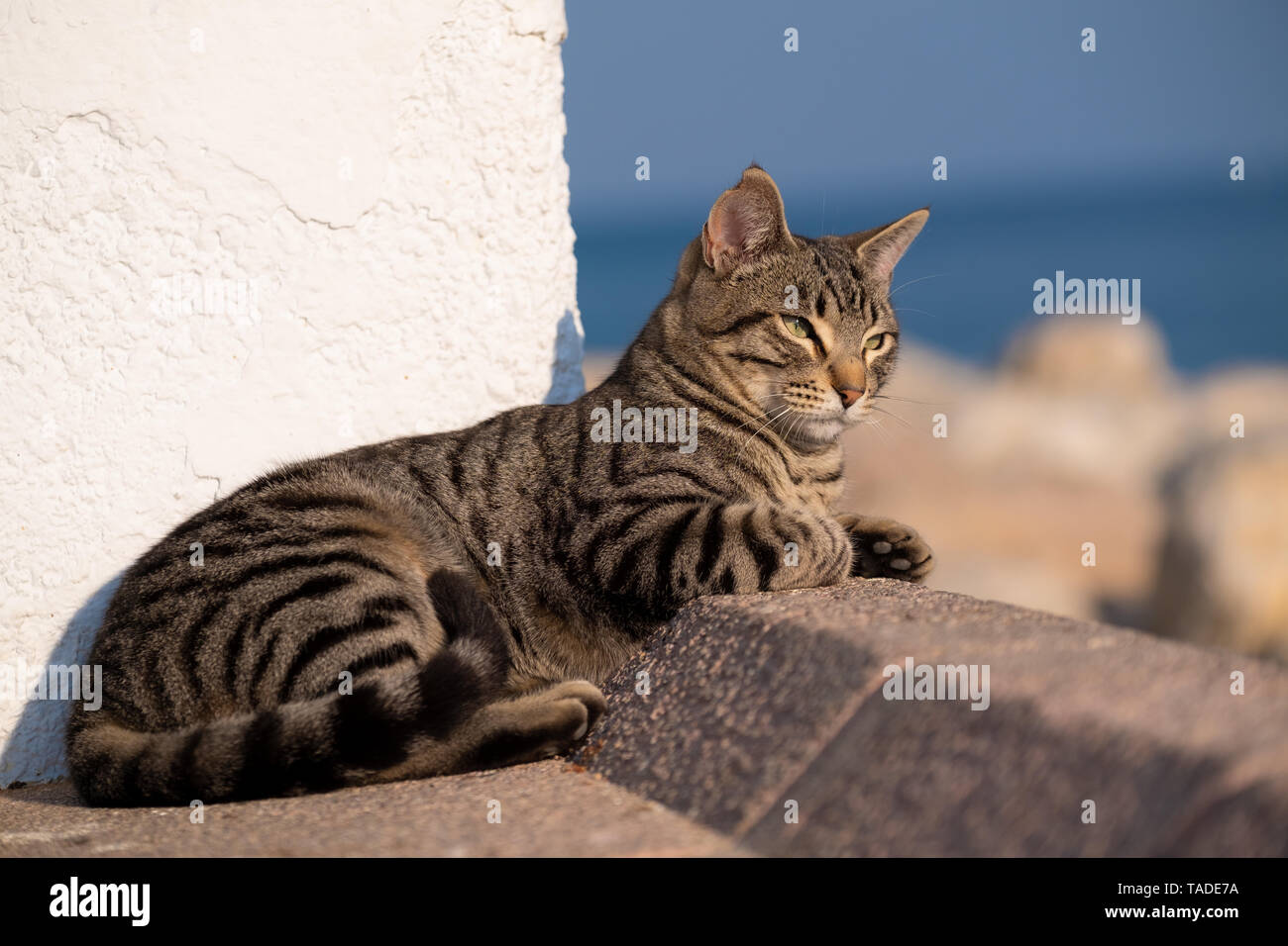 striped cat relaxing in sunshine by the sea Stock Photo