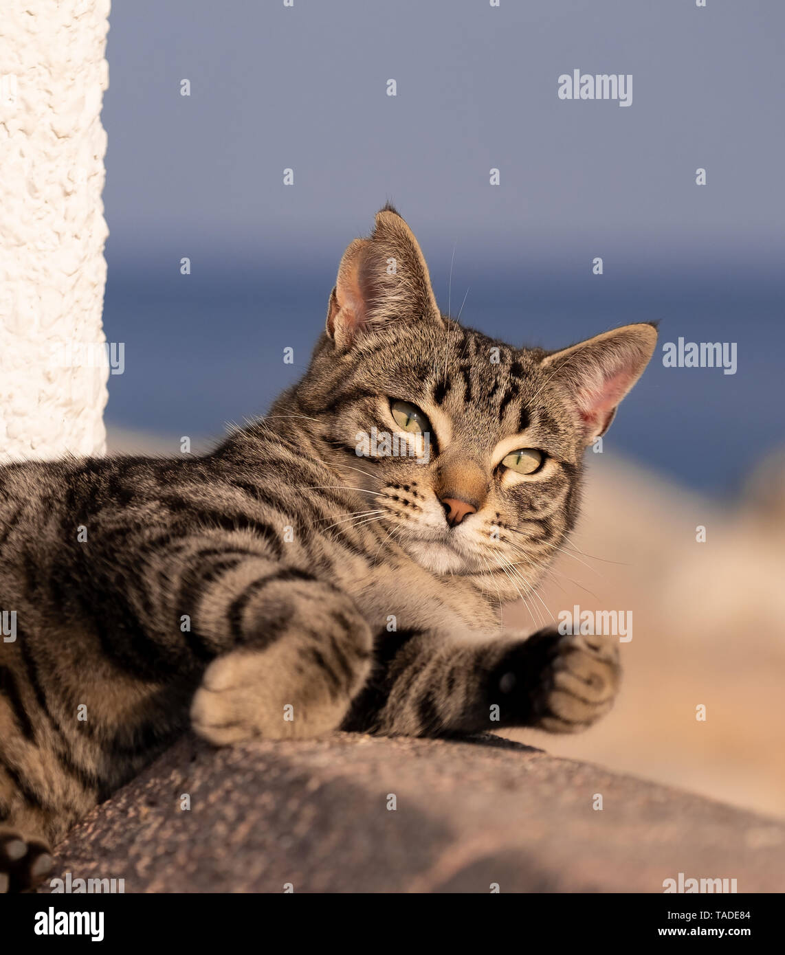 striped cat relaxing in sunshine by the sea Stock Photo