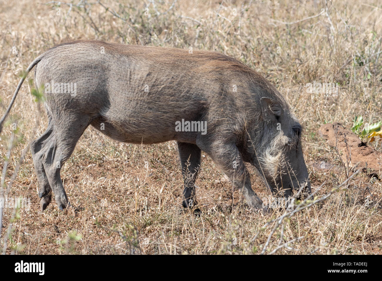 A young warthog browsing for roots in the grass, South Africa. Stock Photo