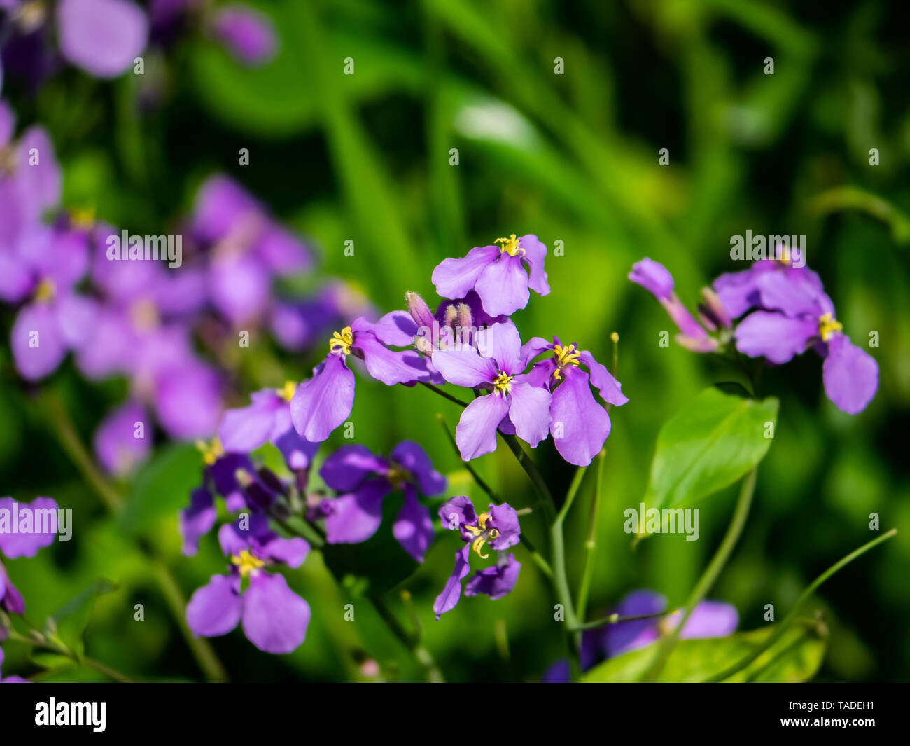 Dame's rocket flowers bloom in a flower planter in a Japanese park