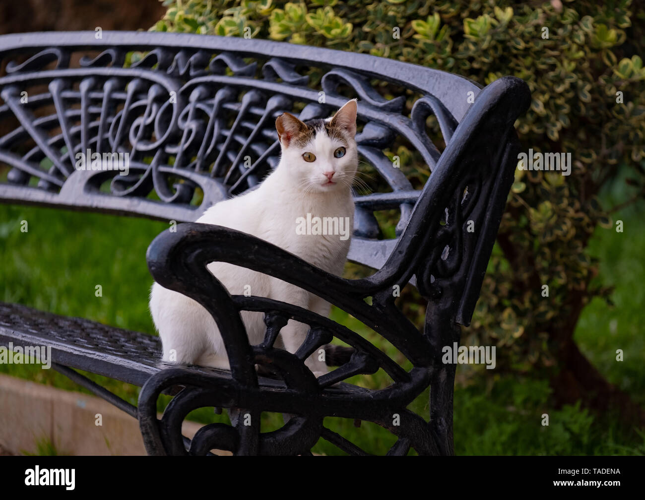 one cat sitting on bench looking at camera Stock Photo Alamy