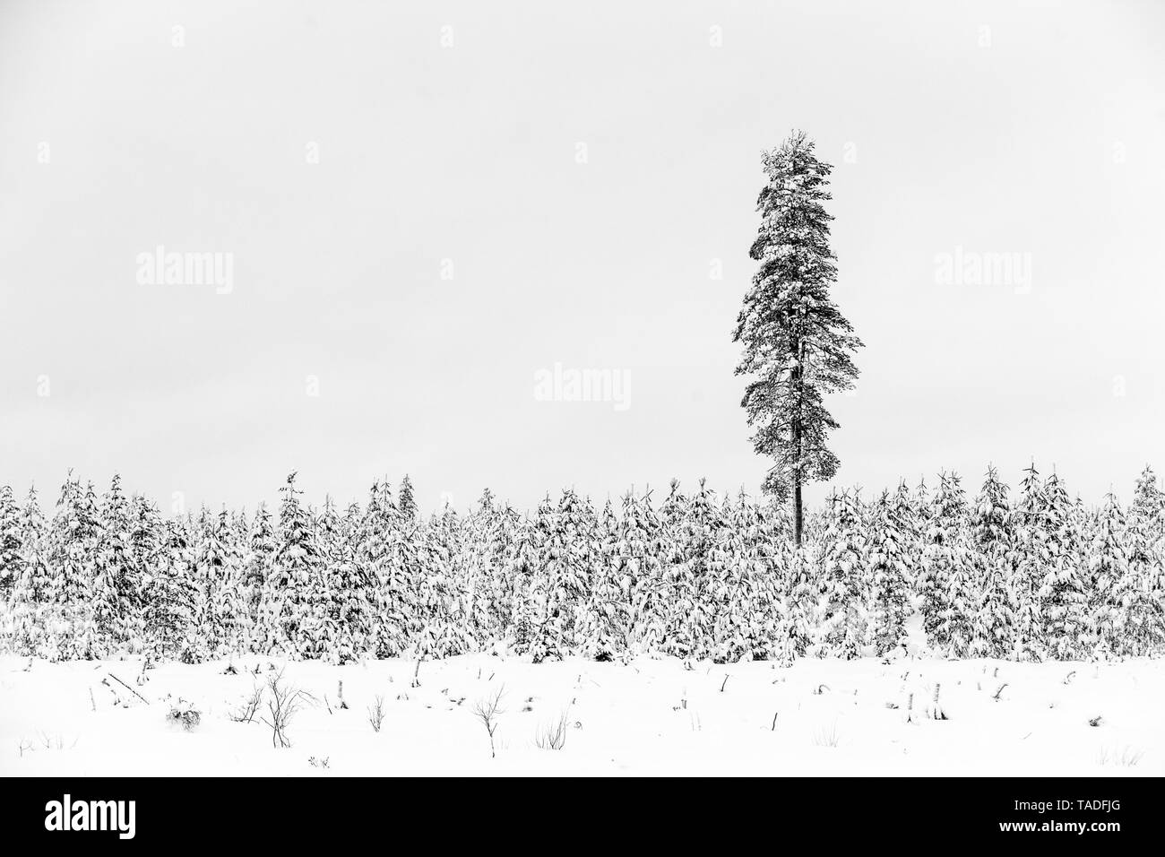 Cold and snowy winter in Lapland Stock Photo