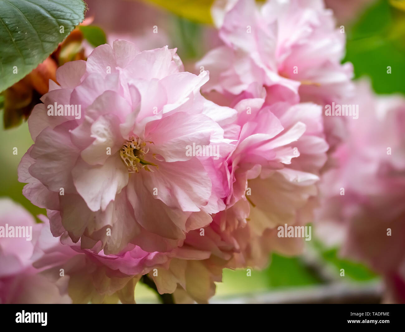 A cluster of fancy mutli-floral cherry blossoms bloom beside a river in Yamato, Japan. Stock Photo