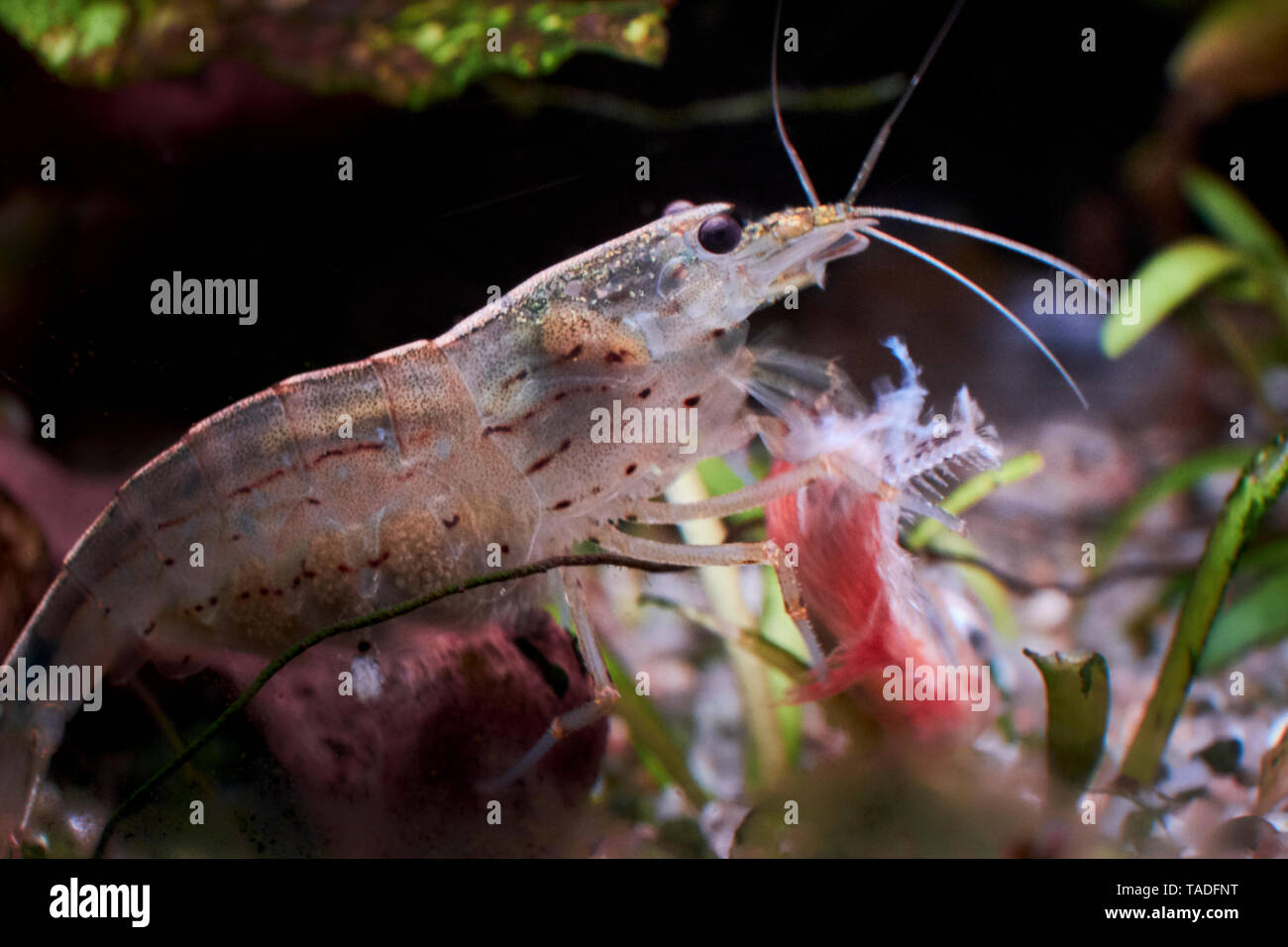 Pincer like hi-res stock photography and images - Alamy