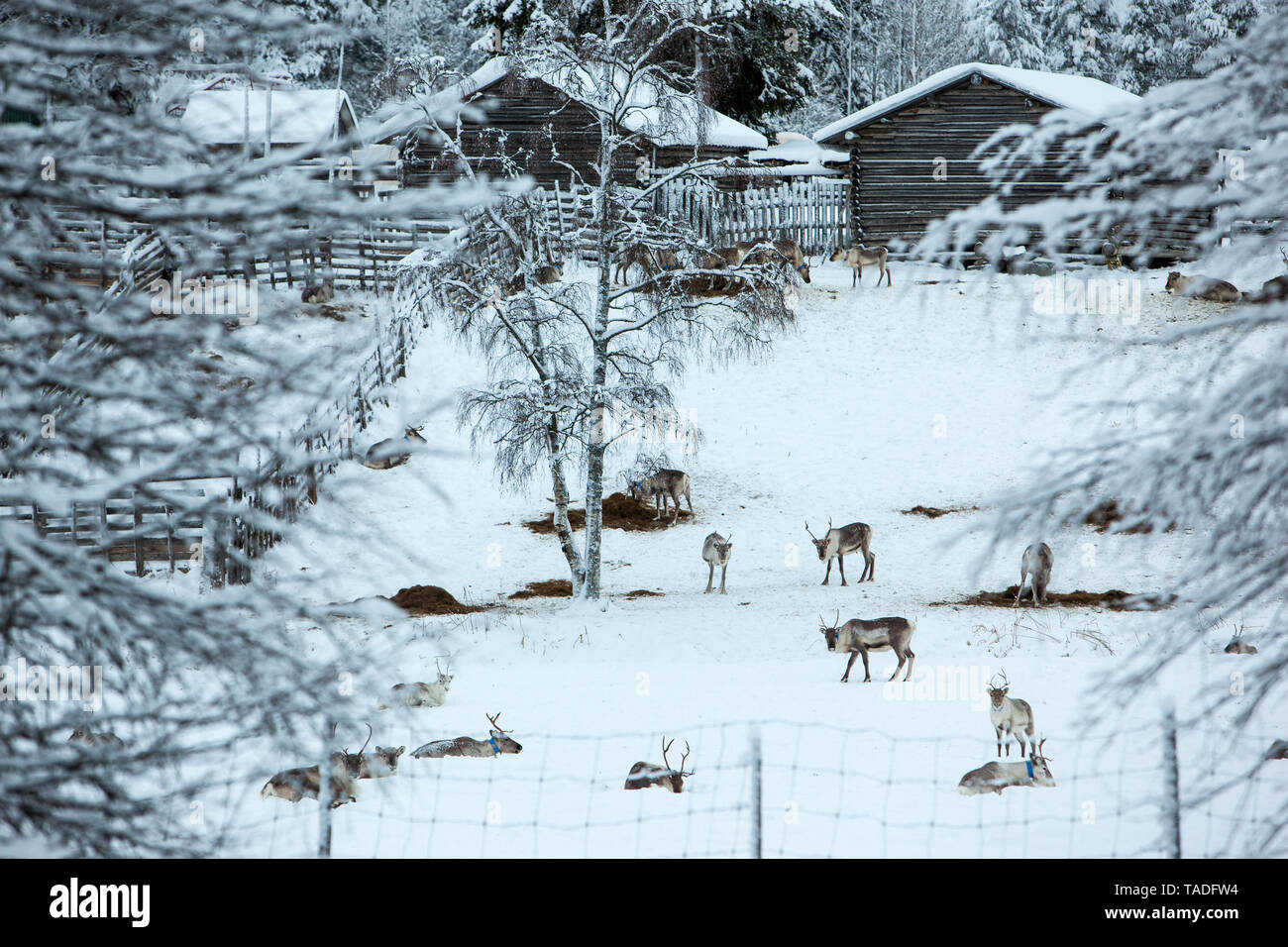Reindeer, Winter Snow Forest at Finnish Saami Farm in Rovaniemi, Finland, Lapland at Christmas. At the North Arctic Pole. Stock Photo