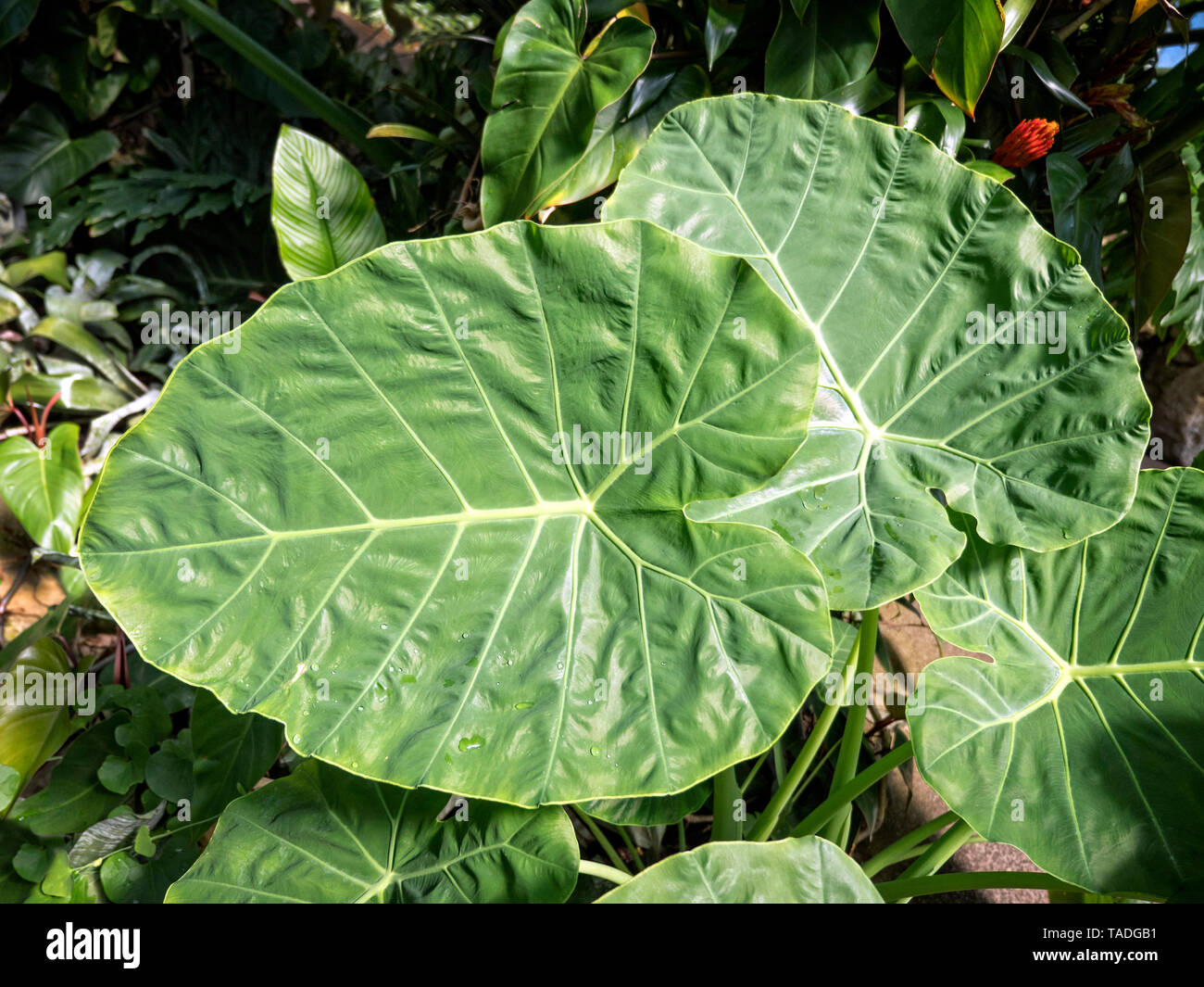 Tropical foliage Stock Photo