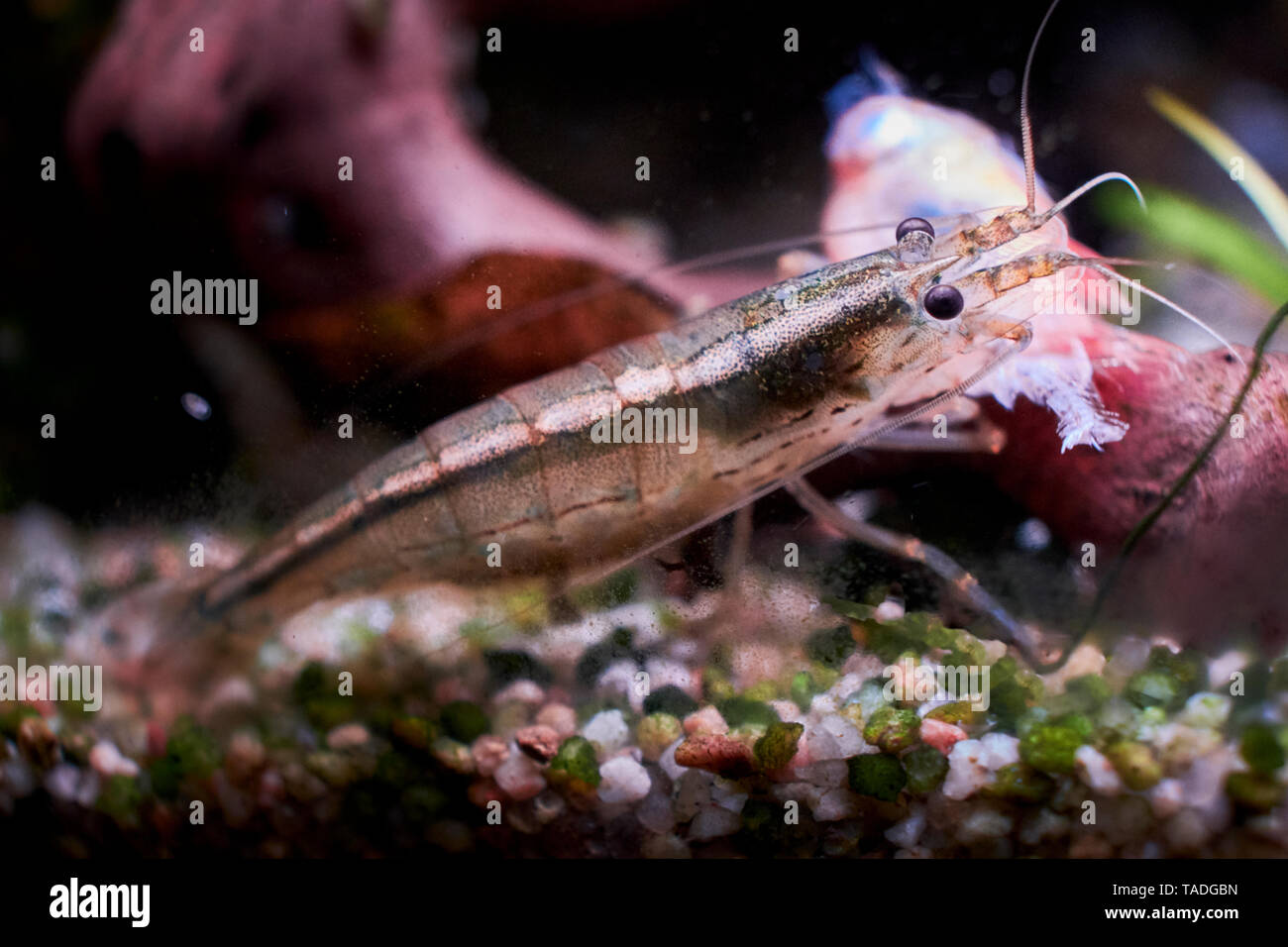 An Amano shrimp feeding on a dead red phantom tetra in a home aquarium. Stock Photo