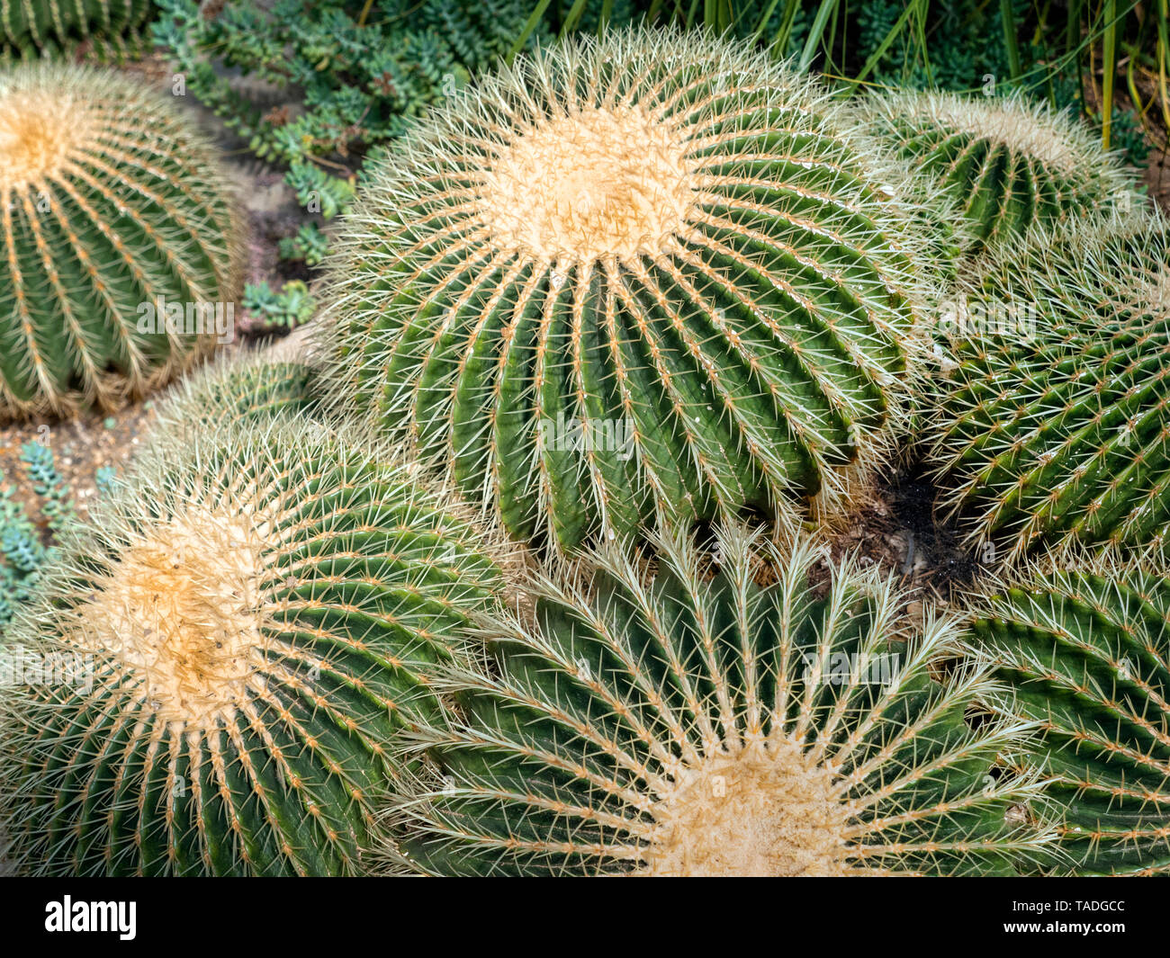 Echinocactus Grusonii cactus from New Mexico USA Stock Photo