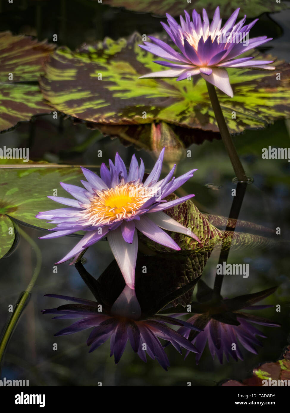 Water Lilly in bloom Stock Photo Alamy