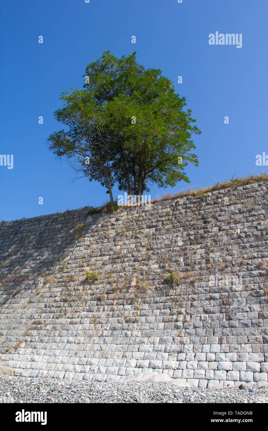 Lonely tree growing on top of the rock Stock Photo - Alamy