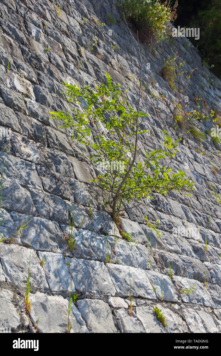 Tree growing on top hi-res stock photography and images - Alamy