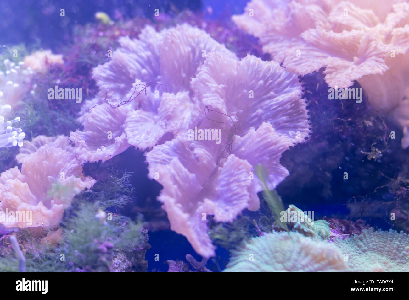 Undersea Flowers Art
