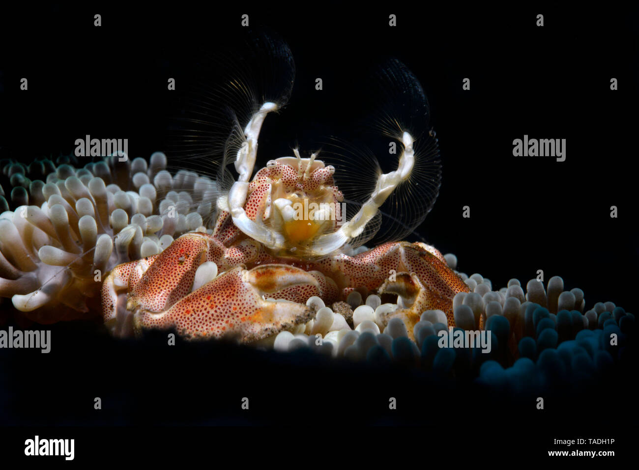 Anemob+ne crab, porcelain crab on a sea anemone Stock Photo
