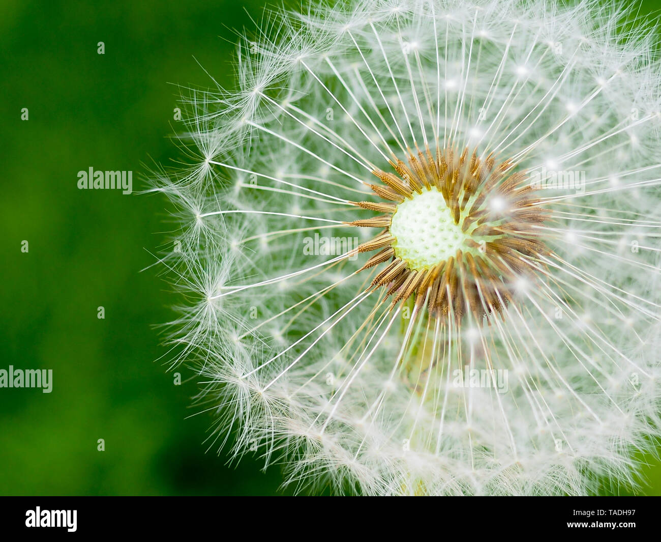 Dandelion. Dandelion fluff. Dandelion tranquil abstract closeup art ...