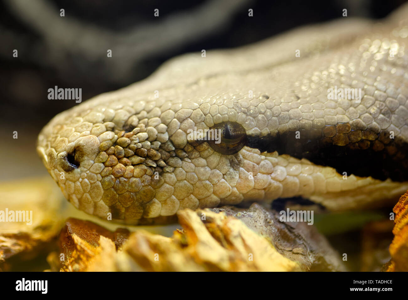 Animals: big snake portrait, close-up shot Stock Photo