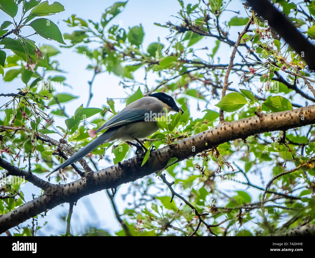 An azure-winged magpie, Cyanopica cyanus, perches in a tree beside a Japanese park. Stock Photo