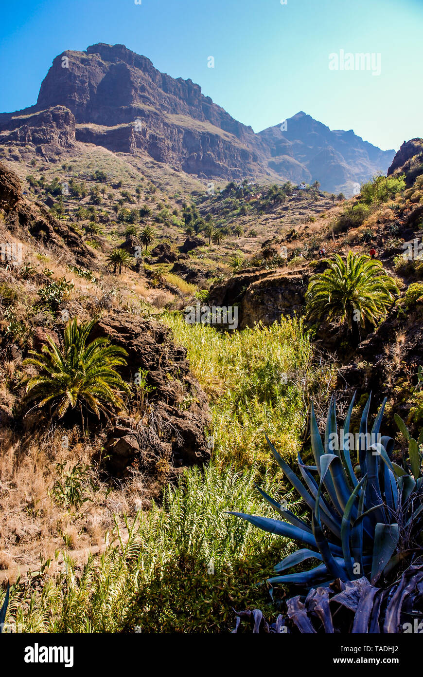 Many plants in the canyon of Masca Stock Photo - Alamy